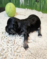 Orielle, a female Maltese and Morkie for sale in Penrose, CO – 4 of 10