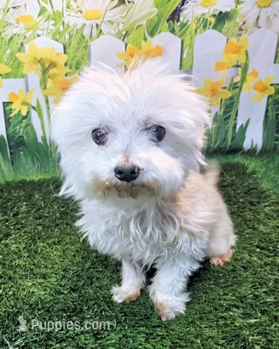 Orchid – Maltese puppy for sale in Penrose, CO