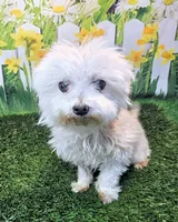 Orchid, a female Maltese for sale in Penrose, CO – 1 of 10
