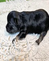 Orielle, a female Maltese and Morkie for sale in Penrose, CO – 8 of 10