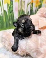 Ophelia, a female Maltese and Morkie for sale in Penrose, CO – 1 of 10