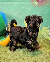 Felix, a male Yorkipoo and Yorkshire Terrier for sale in Penrose, CO – 9 of 10