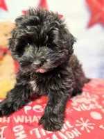 Journey, a male Miniature Schnauzer and Pomeranian for sale in Penrose, CO – Photo 9 of 10