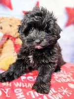 Journey, a male Miniature Schnauzer and Pomeranian for sale in Penrose, CO – Photo 4 of 10