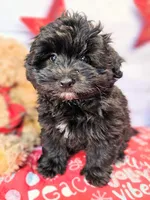 Journey, a male Miniature Schnauzer and Pomeranian for sale in Penrose, CO – Photo 5 of 10