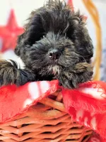 Journey, a male Miniature Schnauzer and Pomeranian for sale in Penrose, CO – Photo 3 of 10