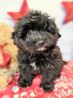 Journey, a male Miniature Schnauzer and Pomeranian for sale in Penrose, CO – Photo 8 of 10