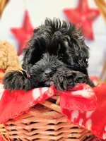 Journey, a male Miniature Schnauzer and Pomeranian for sale in Penrose, CO – Photo 1 of 10