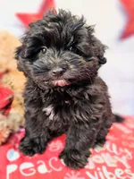 Journey, a male Miniature Schnauzer and Pomeranian for sale in Penrose, CO – Photo 7 of 10