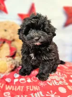 Journey, a male Miniature Schnauzer and Pomeranian for sale in Penrose, CO – Photo 10 of 10