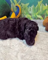 Paisleigh, a female Poodle - Toy  for sale in Penrose, CO – 6 of 10