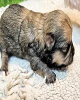 Oscar, a male Poodle - Toy  and Morkie for sale in Penrose, CO – 5 of 10