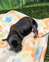 Jefferson, a male Yorkshire Terrier and Morkie for sale in Penrose, CO – 7 of 8