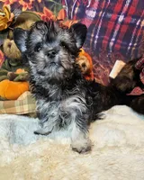 Orielle, a female Maltese and Morkie for sale in Penrose, CO – 5 of 6