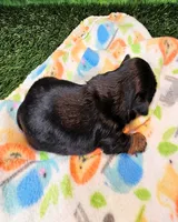 Farley, a male Yorkshire Terrier for sale in Penrose, CO – 5 of 6