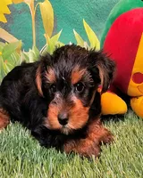 Farley, a male Yorkshire Terrier for sale in Penrose, CO – 7 of 10
