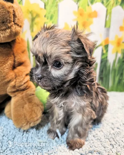 Olive – Poodle - Toy , Morkie puppy for sale in Penrose, CO