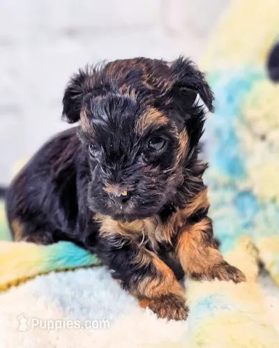 Frannie – Yorkipoo puppy for sale in Penrose, CO