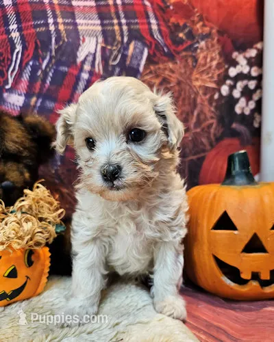 Maltipoo brecken – Maltipoo puppy for sale in Penrose, CO