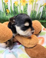 Jackson, a male Maltese and Morkie for sale in Penrose, CO – 4 of 8