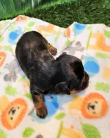 Felix, a male Yorkipoo and Yorkshire Terrier for sale in Penrose, CO – 9 of 10