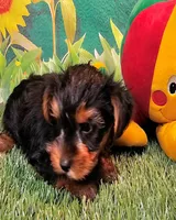 Farley, a male Yorkshire Terrier for sale in Penrose, CO – 3 of 10