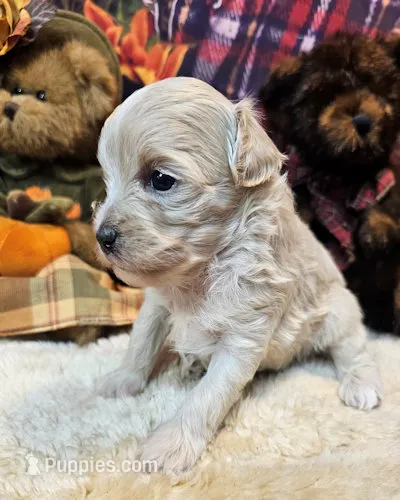 Biscuit – Maltipoo, Maltese puppy for sale in Penrose, CO