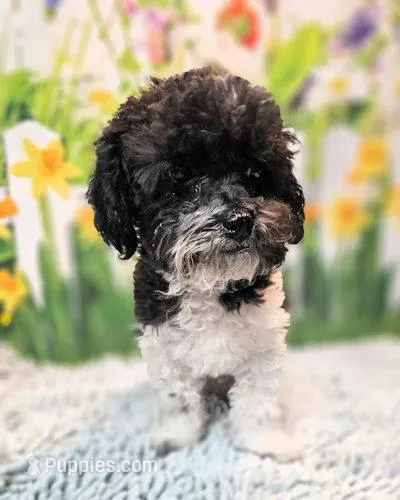 Milo1 – Maltipoo puppy for sale in Penrose, CO