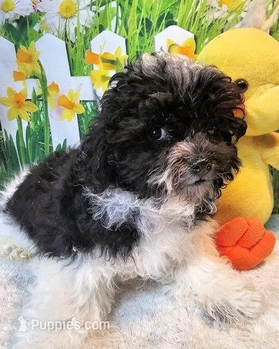 Milo1 – Maltipoo puppy for sale in Penrose, CO