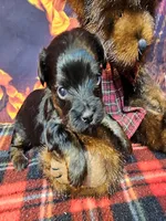 Yorkipoo baby!, a female Yorkshire Terrier and Poodle - Toy  for sale in Penrose, CO – 6 of 10