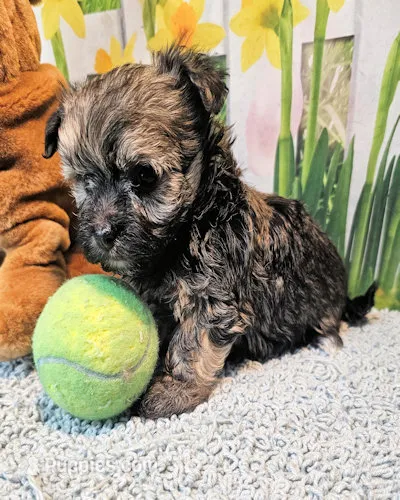 Ophelia – Maltese, Morkie puppy for sale in Penrose, CO