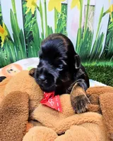 Farrah, a female Yorkshire Terrier and Poodle - Toy  for sale in Penrose, CO – 2 of 10