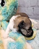 Lil Peanut, a male Maltese and Poodle - Toy  for sale in Penrose, CO – 6 of 10