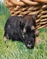 Sherlock, a male Havanese and Maltese for sale in Penrose, CO – Photo 7 of 10