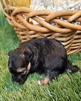 Sherlock, a male Havanese and Maltese for sale in Penrose, CO – Photo 3 of 10