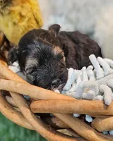 Sherlock, a male Havanese and Maltese for sale in Penrose, CO – Photo 1 of 10