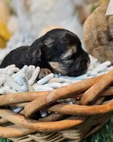 Sherlock, a male Havanese and Maltese for sale in Penrose, CO – Photo 9 of 10