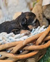 Sherlock, a male Havanese and Maltese for sale in Penrose, CO – Photo 5 of 10