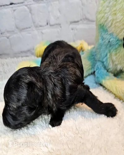 Maggie – Maltipoo, Maltese puppy for sale in Penrose, CO