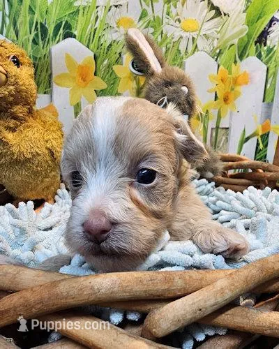 Beau – Maltipoo puppy for sale in Penrose, CO