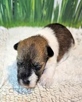 Sammy, a male Maltese and Poodle - Toy  for sale in Penrose, CO – 10 of 10