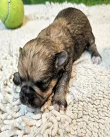 Oscar, a male Poodle - Toy  and Morkie for sale in Penrose, CO – 8 of 10