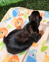 Felisha, a female Yorkshire Terrier for sale in Penrose, CO – 3 of 8