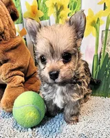 Oliver Olivia , a male Maltese and Yorkshire Terrier for sale in Penrose, CO – 3 of 6