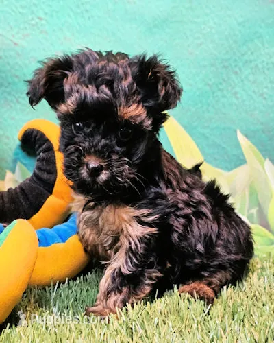 Yorkipoo baby! – Yorkshire Terrier, Poodle - Toy  puppy for sale in Penrose, CO