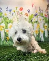 Orchid, a female Maltese for sale in Penrose, CO – 3 of 9