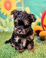Yorkiepoo pup, a male Yorkipoo and Yorkshire Terrier for sale in Penrose, CO – 7 of 10