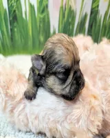 Morkie puppy Beautiful colors Moppy, a female Poodle - Toy  and Morkie for sale in Penrose, CO – 2 of 10