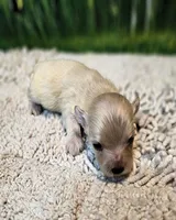 Biscuit, a male Maltese and Poodle - Toy  for sale in Penrose, CO – Photo 2 of 4
