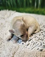 Biscuit, a male Maltese and Poodle - Toy  for sale in Penrose, CO – Photo 4 of 4